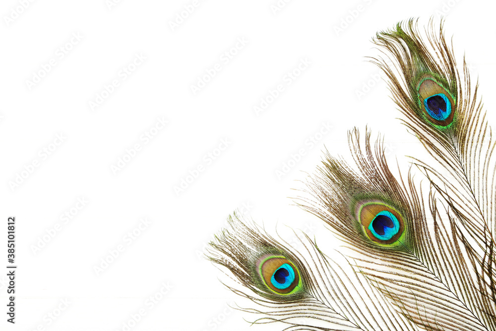 Fototapeta premium Peacock feathers isolated on white background