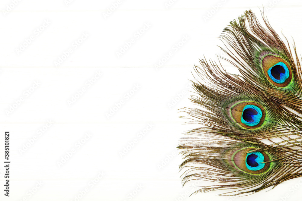 Obraz premium Peacock feathers isolated on white background