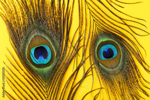 Peacock feathers on yellow background photo