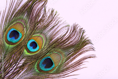 Peacock feathers on puple background