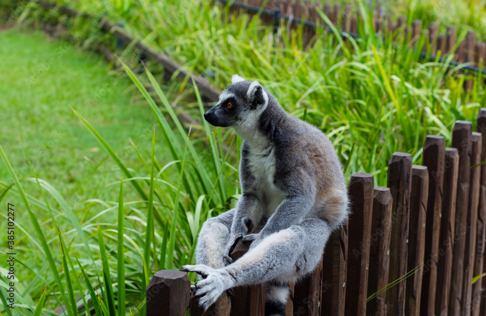 Fototapeta premium Lemur sitting on a fence. Chilling Lemur. Queensland. Australia