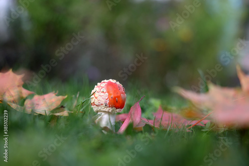 Closeup of amanita muscaria mushroom in forest photo