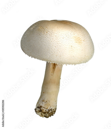 Agaricus arvensis commonly known as the horse mushroom. 