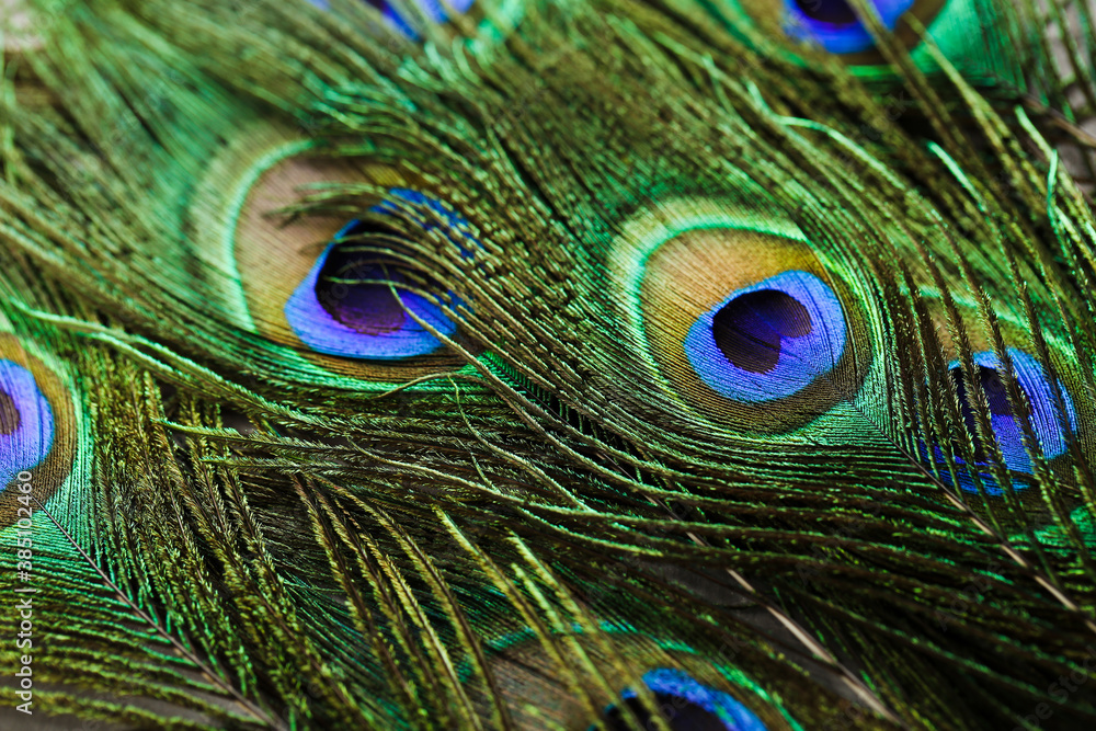 Fototapeta premium Background of beautiful peacock feathers