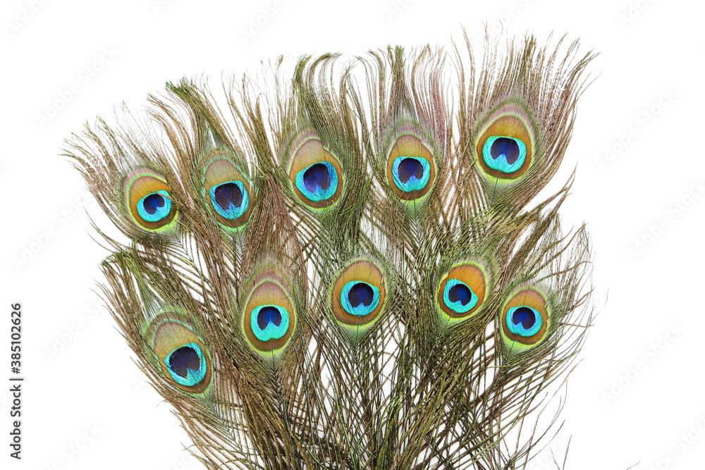 Obraz premium Peacock feathers isolated on white background