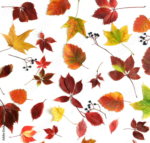 Autumn leaves pattern isolated on white background. Autumn, fall, thanksgiving day concept. Flat lay, top view, 