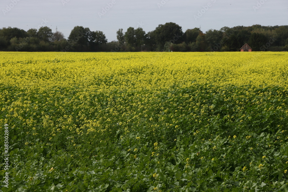 Obraz premium gelber Raps