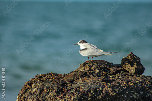 Seagull resting © Alejandra
