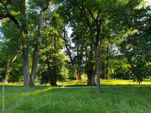 trees in the park