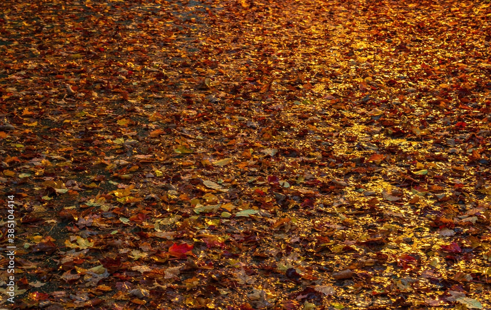 Mid autumn in Quebec city