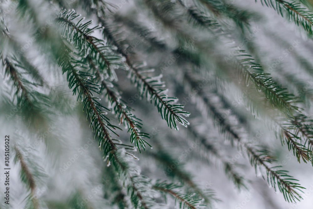 Frozen in frost and snow spruce branch