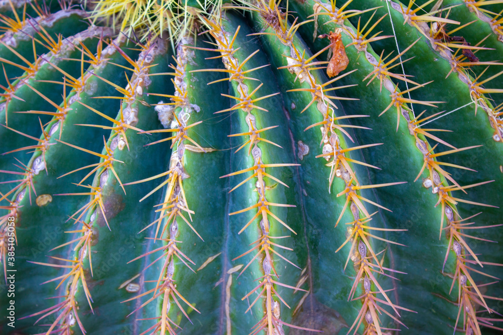 Green cactus with orange needles Green cactus with orange needles