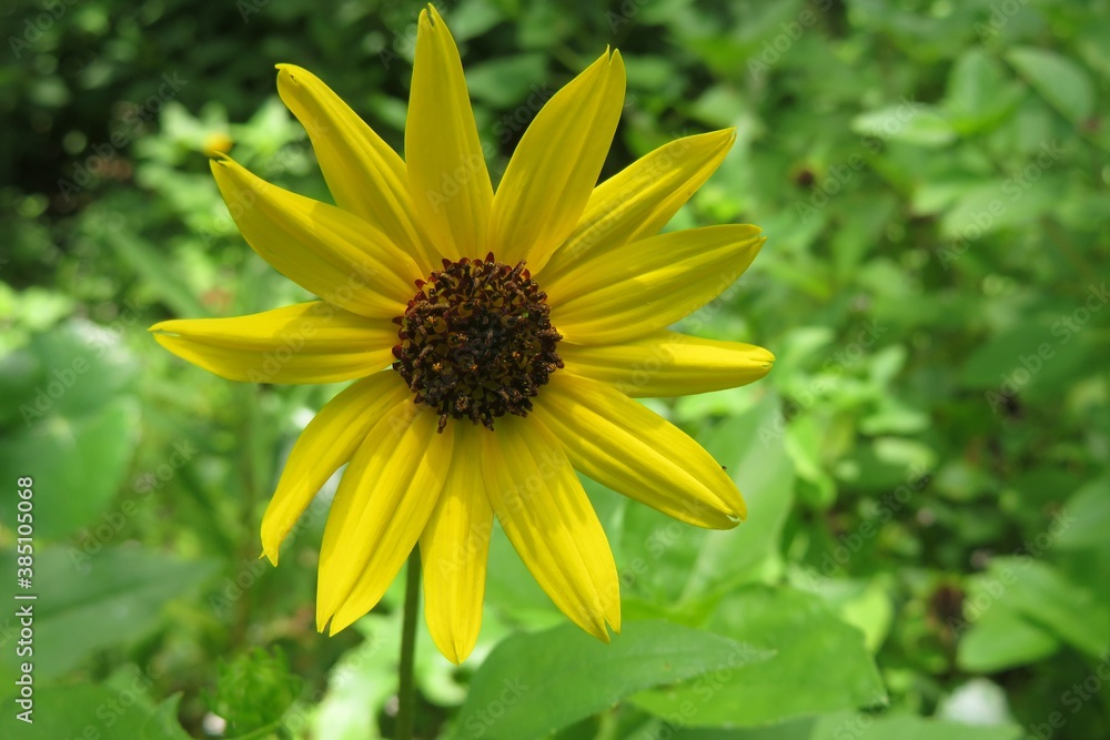Beautiful yellow helianthus flower in Florida nature, closeup Beautiful yellow helianthus flower in Florida nature, closeup
