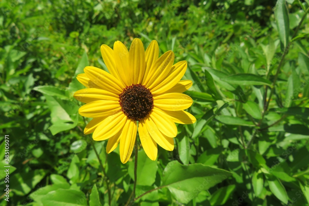 Yellow beach sunflower in Florida nature, closeup Yellow beach sunflower in Florida nature, closeup