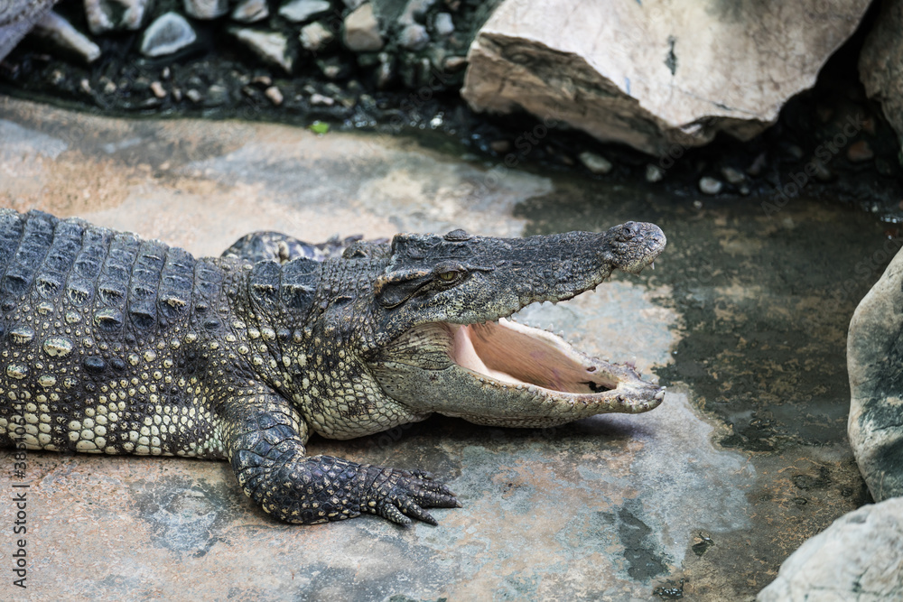 Obraz premium crocodile in the water