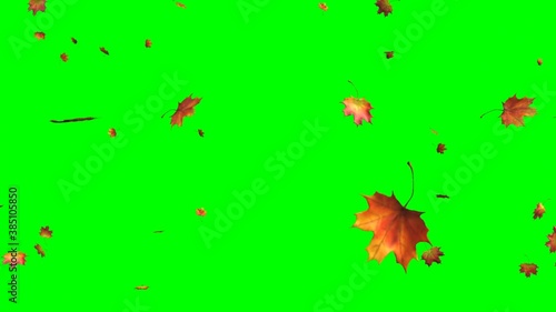 autumn leaves falling on green background for video effects
