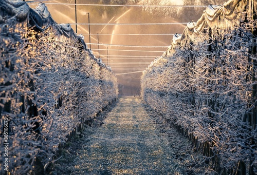 Frostberegnung