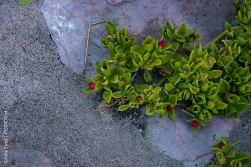 Green plant with red flowers on gray stone