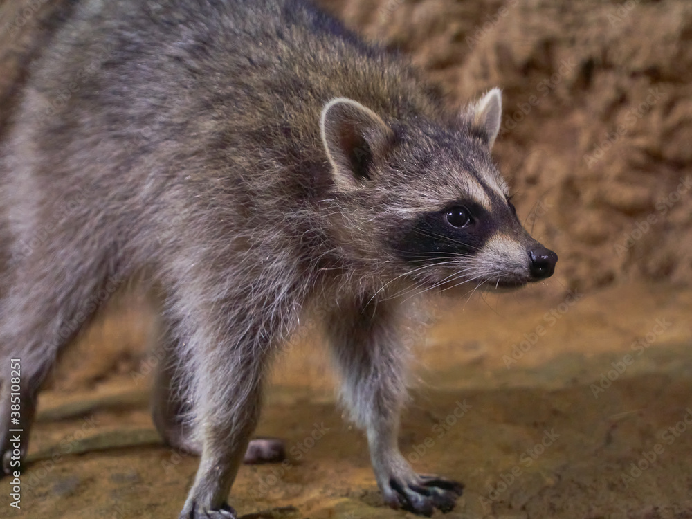 Raccoon gargle Procyon lotor in habitat Raccoon gargle Procyon lotor in habitat