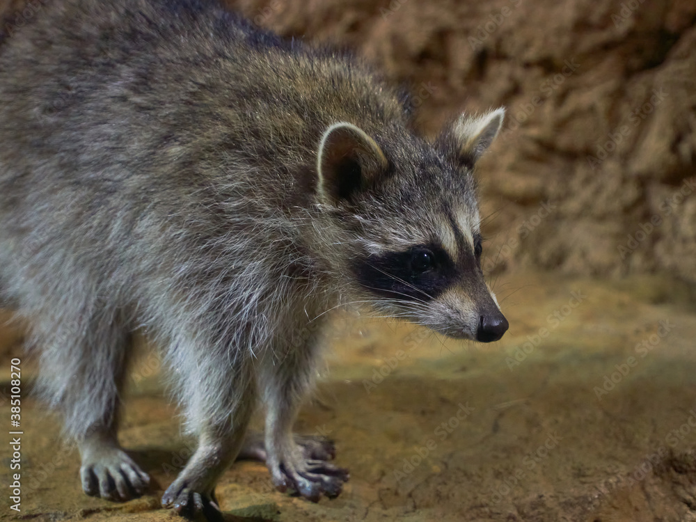 Raccoon gargle Procyon lotor in habitat
