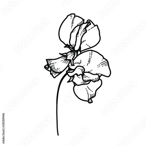 Flower Sweet pea