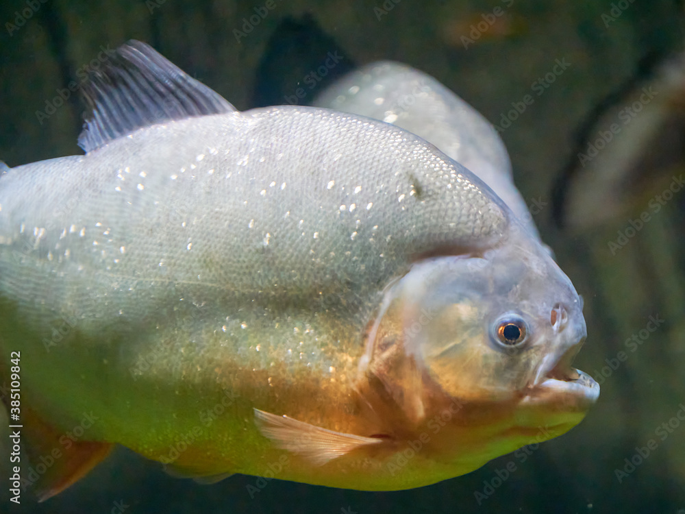 Fototapeta premium Piranhas Pygocentrus nattereri in the habitat