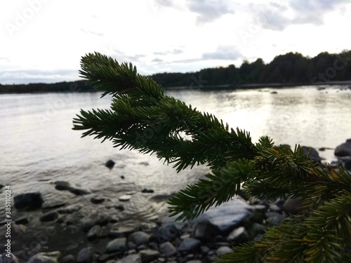 Spruce branch on the background of the lake
