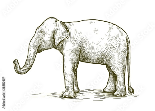 African elephant stands with its trunk lifted up. vector sketch made by hand © la_puma