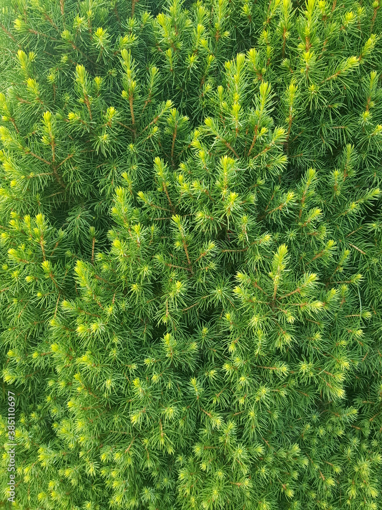 Fototapeta premium green forest background, thuja