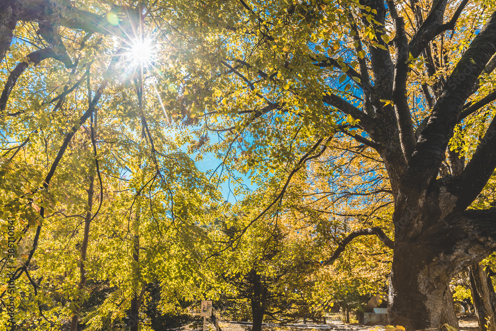 Autumn leaves season in Japanese background. Beautiful colour leaves change