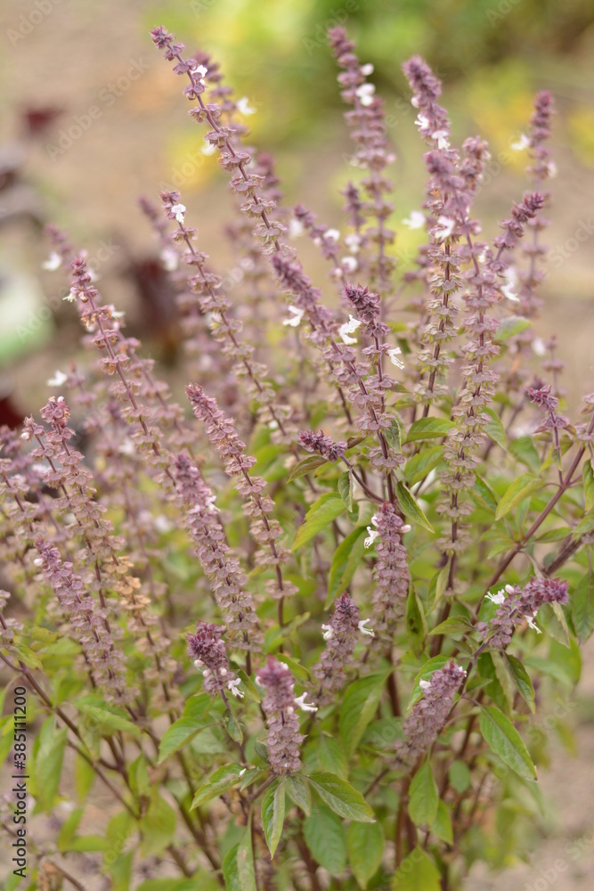 Basil blooms in the garden in autumn Basil blooms in the garden in autumn