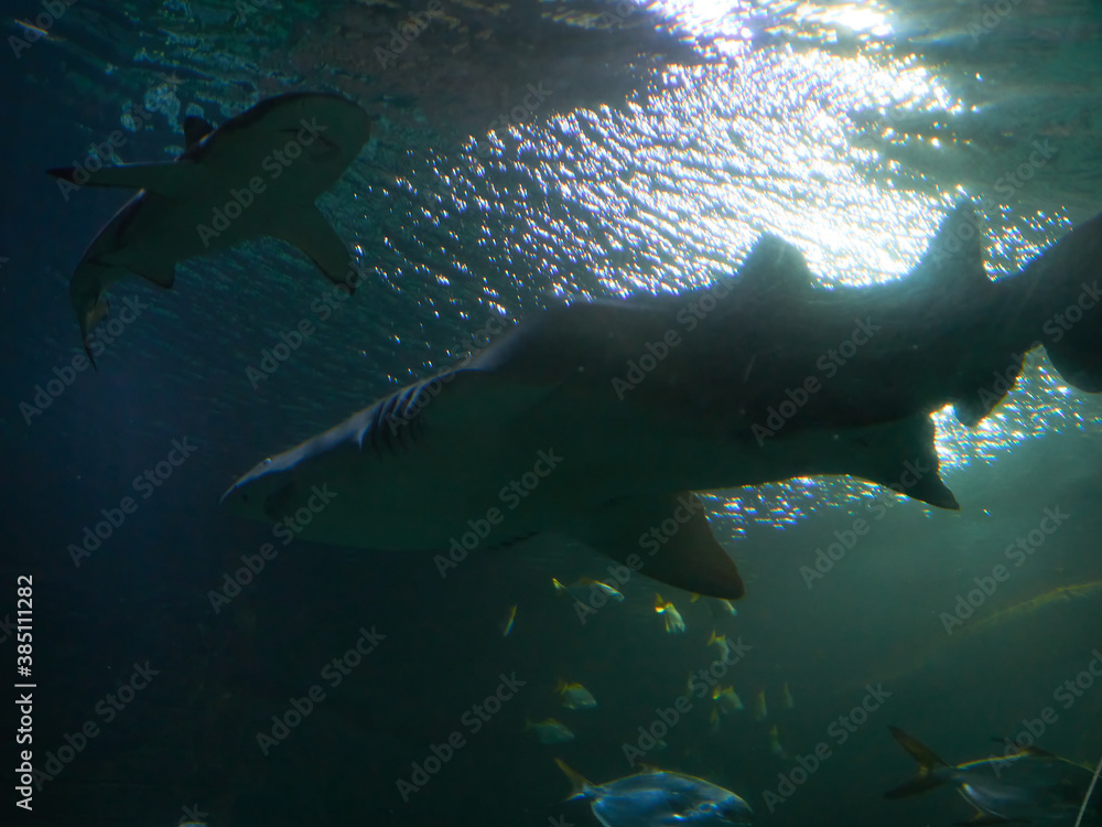 Fototapeta premium Swimming with Galeocerdo cuvier sharks in the ocean waters