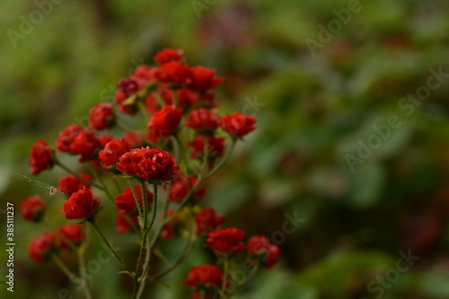 Miniature red roses in the open air