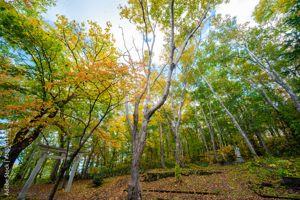 Fototapeta premium beautiful color change in Autumn leaves season in Japan. very nice place for traveling