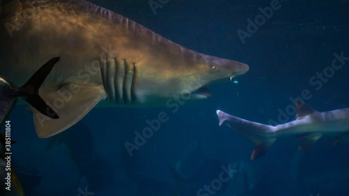 Swimming with Galeocerdo cuvier sharks in the ocean waters © NCKAHDEP