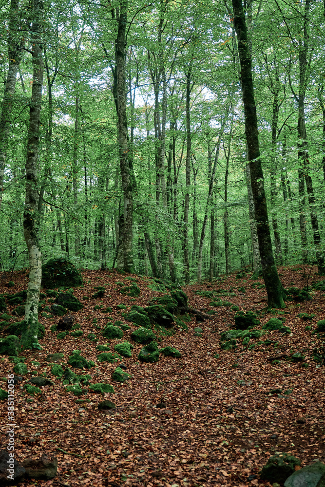 trees in a forest in autumn with leafs on the ground trees in a forest in autumn with leafs on the ground