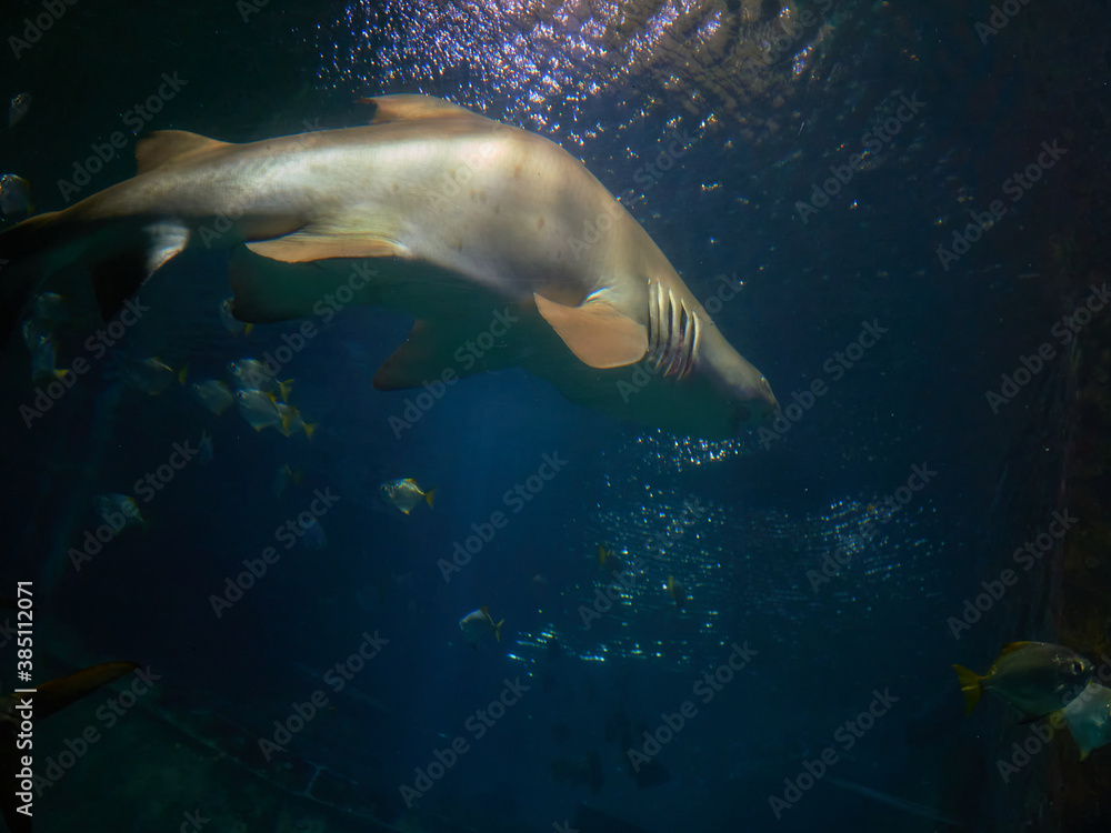 Fototapeta premium Swimming with Galeocerdo cuvier sharks in the ocean waters