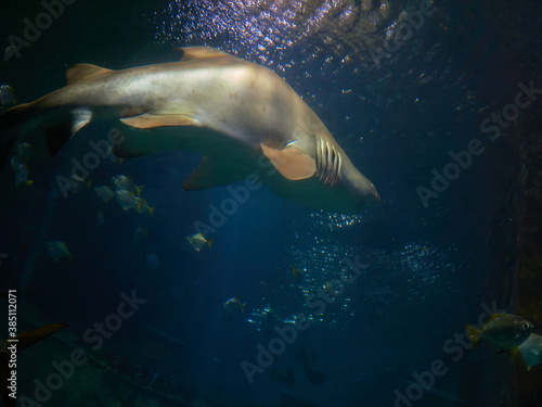 Swimming with Galeocerdo cuvier sharks in the ocean waters