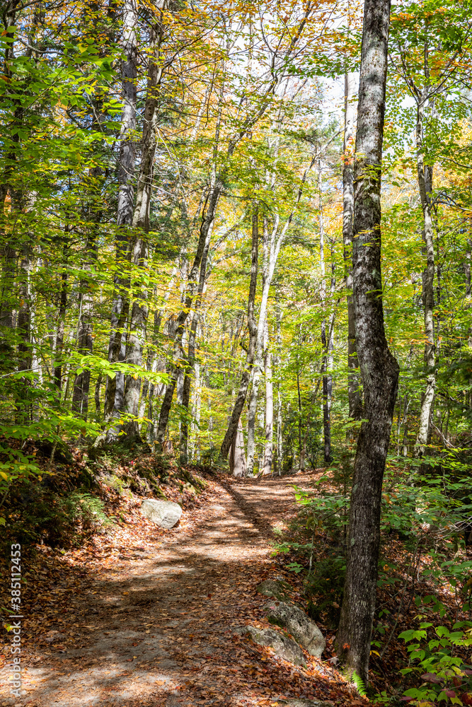 Walking Trail in the White Mountain National Forest