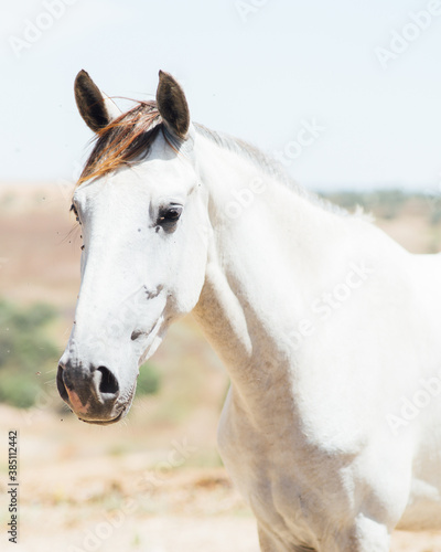 Beautiful white horse in the countryside