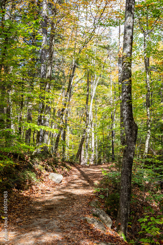 Walking Trail in the White Mountain National Forest