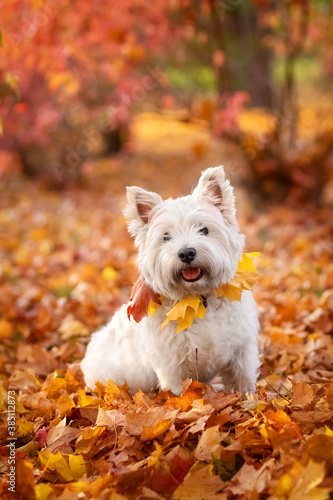Canvas Print West highland white terrier
Dog for a walk. Autumn.