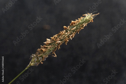 Inflorescence of a meadow foxtail, Alopecurus pratensis.