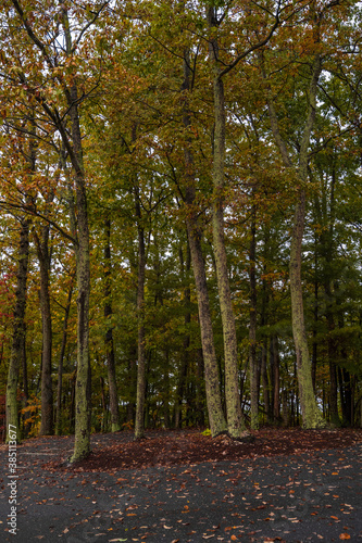 Vertical Landscape Photo at the Edge of the Forest  photo