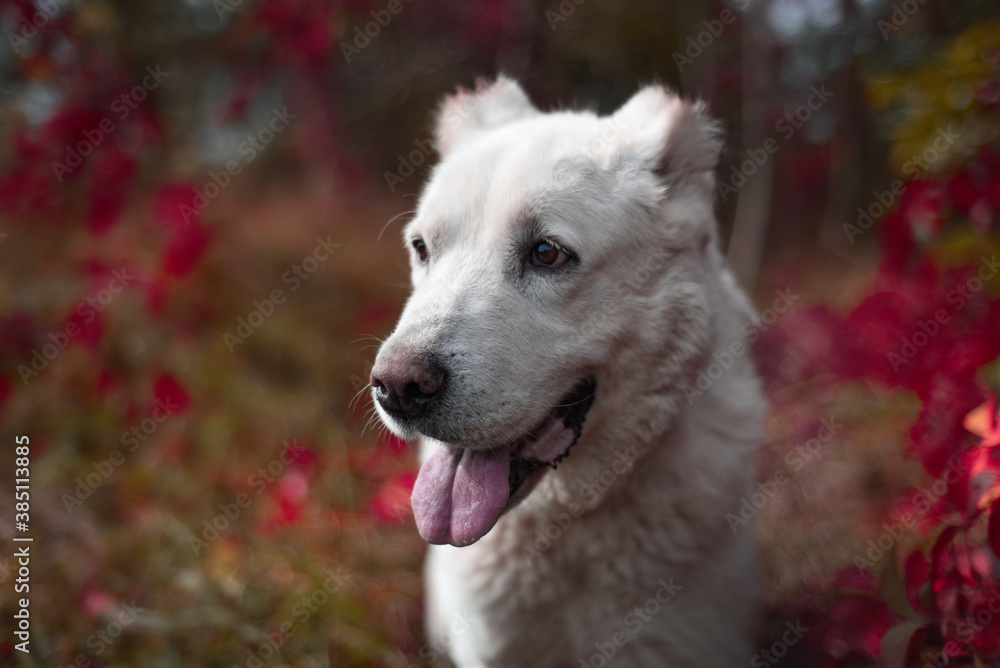 White dog Central Asian shepherd with red flowers background