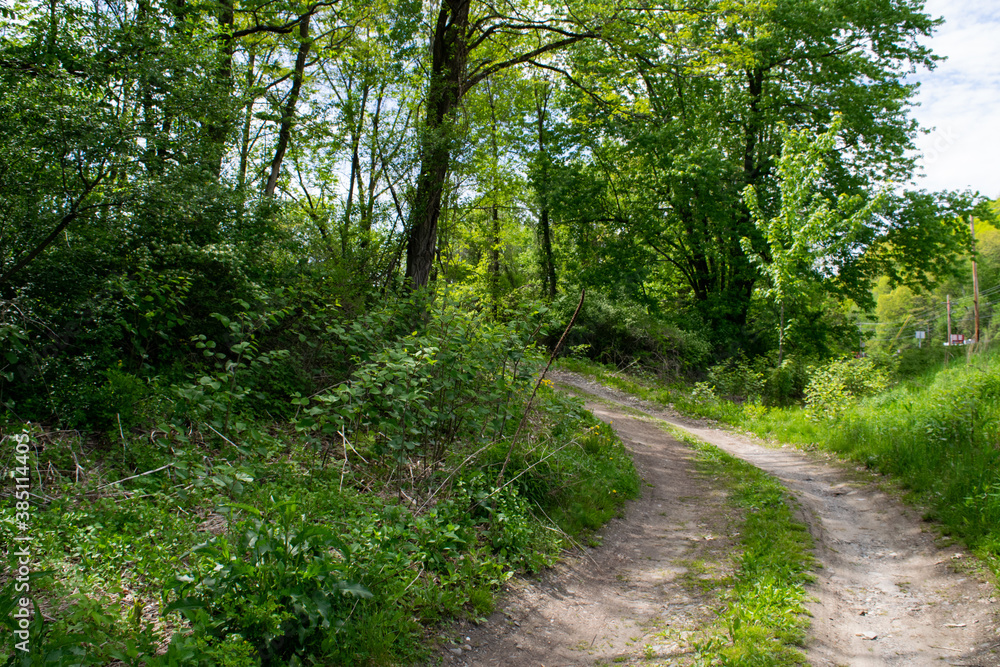 Fototapeta premium overgrown dirt path
