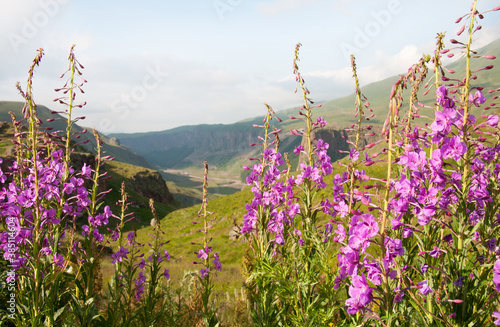 Beautiful blooming pink fireweed plants  Chamaenerion angustifolium  against the background of mountains in the Elbrus region