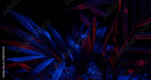 rotating the leaves and stems hamedoreya in the light of the neon lights photo