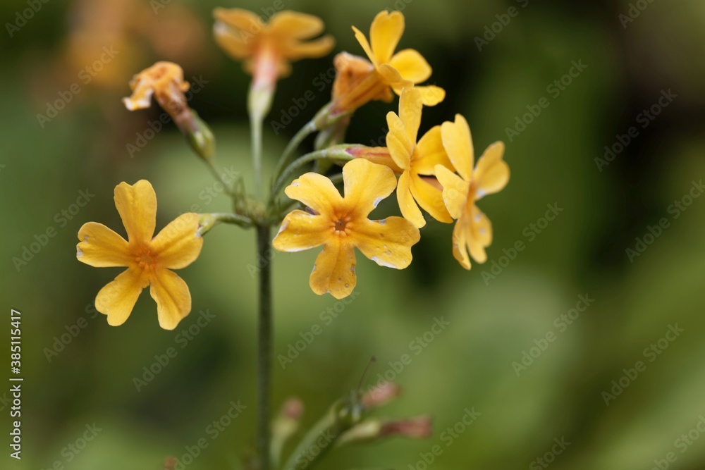 The candelabra primula Primula bulleyana. The candelabra primula Primula bulleyana.