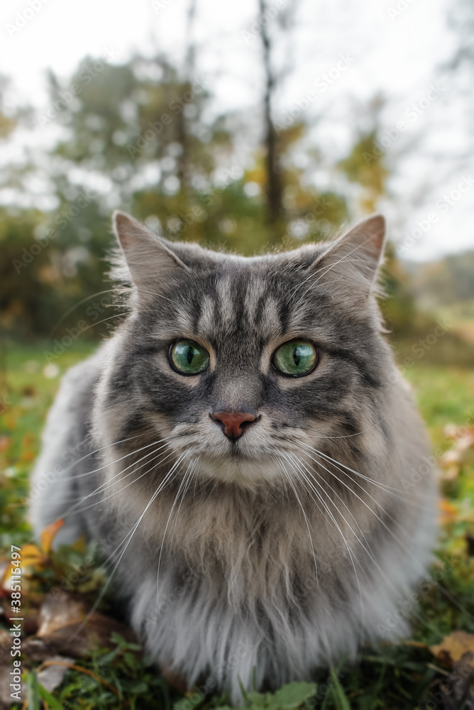 The cat looks into the camera with big eyes in surprise. Portrait of a fluffy, gray cat with green eyes. Vertical photo